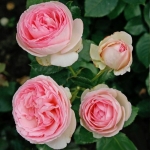 Pierre de Ronsard / П’єр де Ронсар